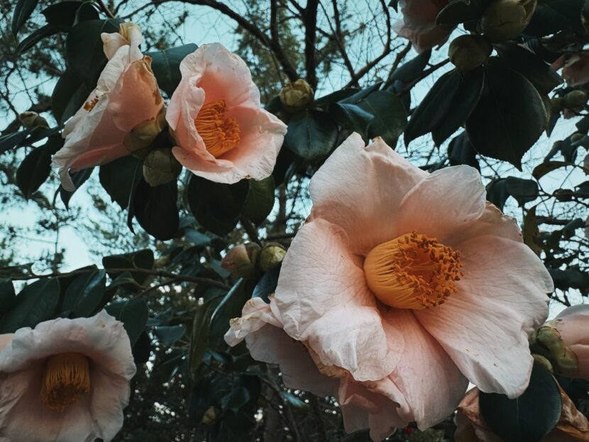 Budding Flowers, Everyday Moments.